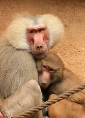 baboon couple