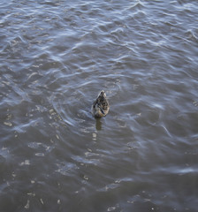 Fototapeta premium Female Duck During a Swim