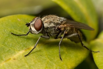 Macro photo of a fly on a vinca minor leaf