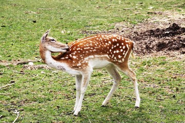 Un daim qui se gratte