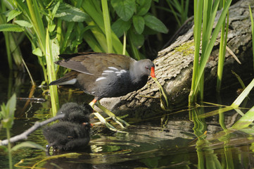 Moorhen (Gallinula chloropus) by a river