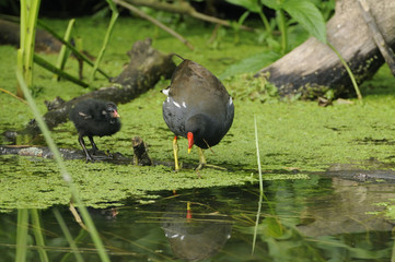 Moorhen (Gallinula chloropus) with nestling