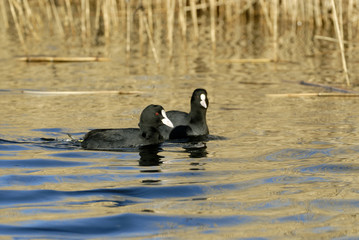 Coot (Fulica atra) swimming in a lake