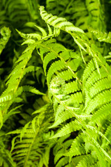 Leaves of a young fern