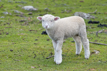 Lost and lonely lamb in paddock