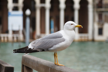 Gabbiani di Venezia