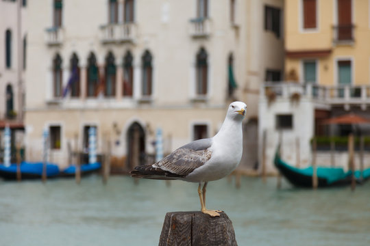 Fototapeta Gabbiani di Venezia