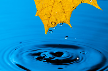 Naklejka na ściany i meble Yellow Leaf and Water Drop