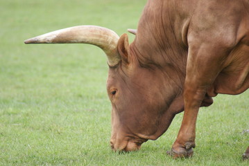 Ankole-Watsui Cattle - Bos primigenius taurus