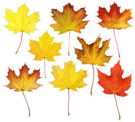Naklejka na ściany i meble Fall Maple Leaf Collage