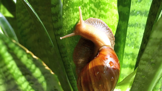 Giant African snail (Achatina fulica) hangs on the plant