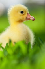 Domestic gosling
