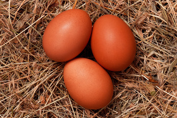 Eggs in nest
