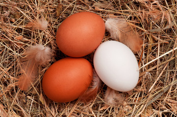 Eggs in nest
