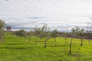 A plantation of olive trees