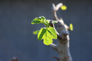 Fig tree-1