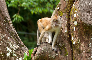 macaque monkey in tree