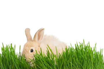 Rabbit in grass