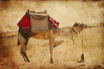 camel in the desert against a grungy background