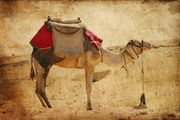 Garden poster Camel camel in the desert against a grungy background