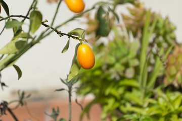 Kumquat plant