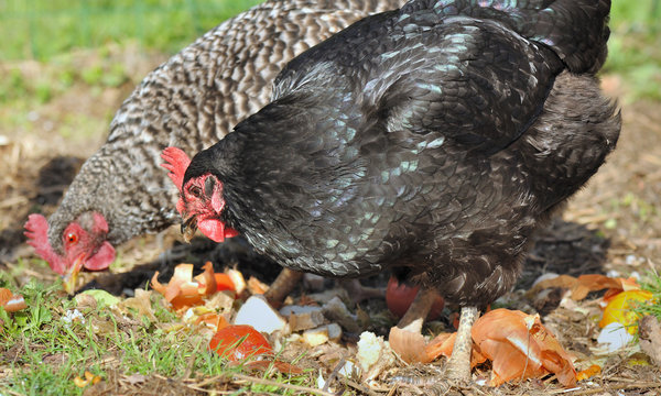 poules recycleuses