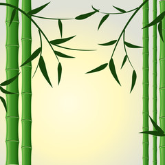 Fototapeta na wymiar bamboo stalks with leaves