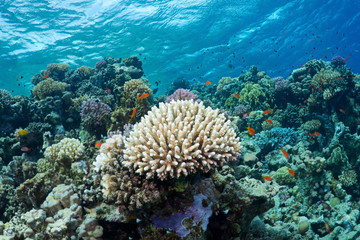 Naklejka na ściany i meble Koral i ryby w Morzu Czerwonym w Egipcie.