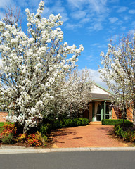 House with flowering trees