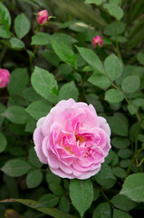 chinese rose blooming