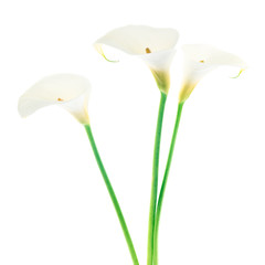 Three Calla Lily flowers isolated on white background