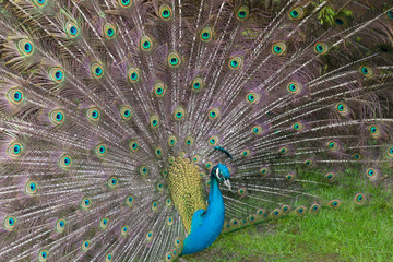 Naklejka premium Pfau