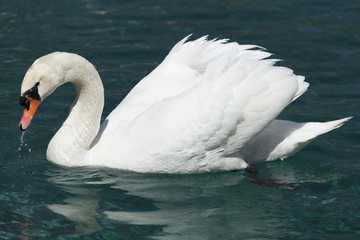 huge white swan swimming in lake at wonderful summer day