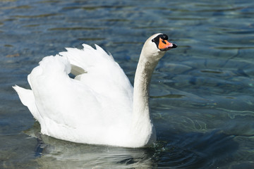 huge white swan swimming in lake at wonderful summer day