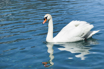 huge white swan swimming in lake at wonderful summer day