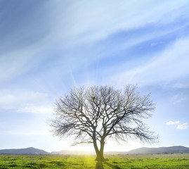 Fototapeta na wymiar Jedno drzewo
