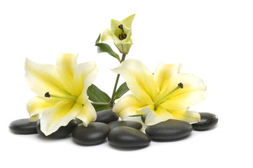 lily madonna lily with spa stone