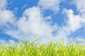 Fototapeta premium sky background
