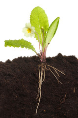 Primrose in soil