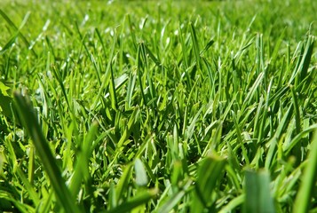 Close up of fresh thick grass