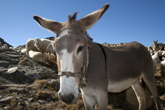 A donkey in the mountain