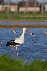 white stork in a swamp