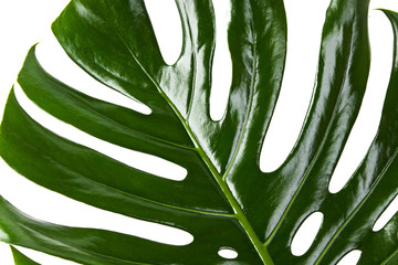 green leaf of Monstera