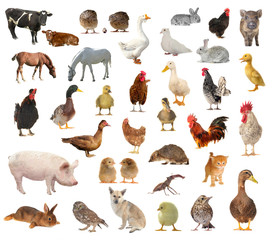 livestock