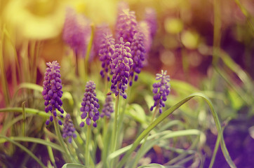 Magic divine spring violet flowers in the garden
