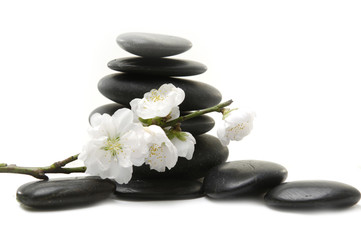 branch of cherry blossom with stacked stones