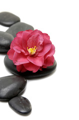 Fototapeta na wymiar Red camellia and stones