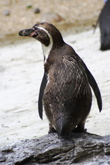 Humboldt Penguin