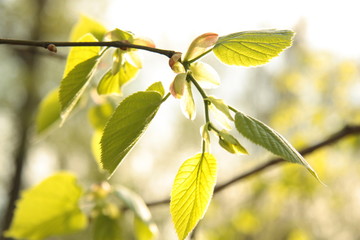 Spring leaves