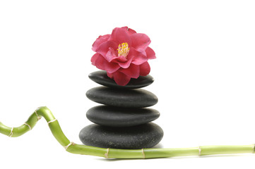 Fototapeta na wymiar camellia flower and balanced stones